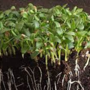 Microgreen seed - Fenugreek