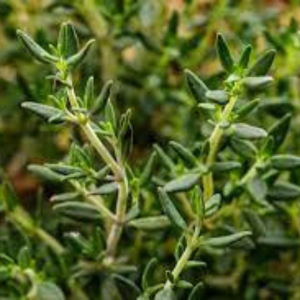 Thyme Seed