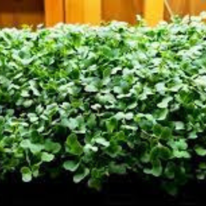 Microgreen seed - Lettuce
