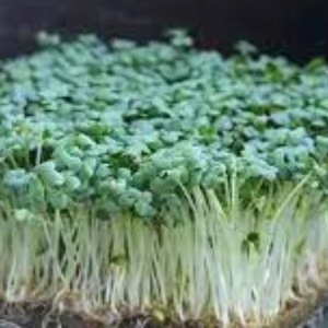 Microgreen seed - Knol kohl