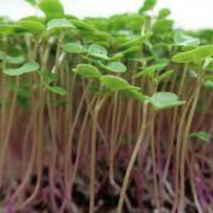 Microgreen seed - Kale