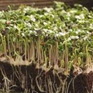 Microgreen seed - Broccoli