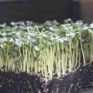 Microgreen seed - Cabbage