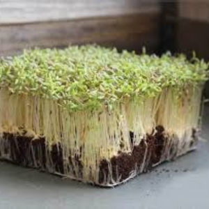 Microgreen seed - Amaranth