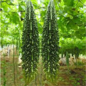 Bitter Gourd seeds Phule Green Gold