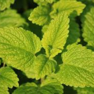 Lemon Balm Seed