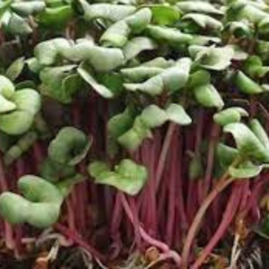 Microgreen seed - Radish