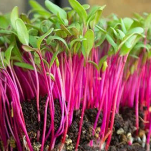 Microgreen seed - Beet