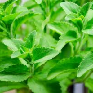 Stevia Seed