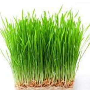 Microgreen seed - Wheat Grass