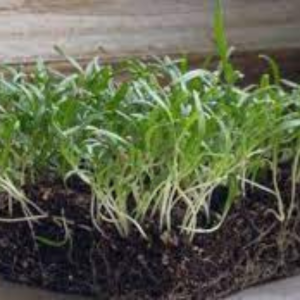 Microgreen seed - Spinach