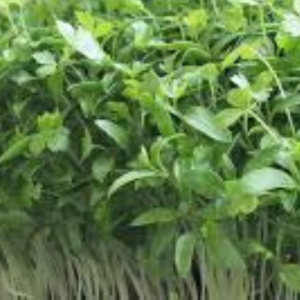 Microgreen seed - Parsley