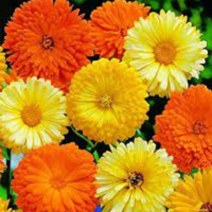 Calendula seed - Bon Bon Mix