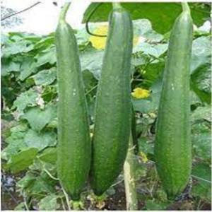 Sponge Gourd seeds Phule Prjakta
