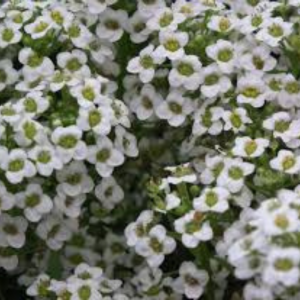 Alyssum seed - Snow Carpet
