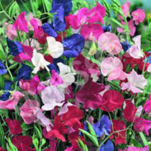 Sweet Pea seed - Bonanza Mix
