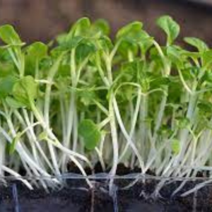 Microgreen seed - Pok choi