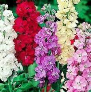 Stock seed - Double Mix