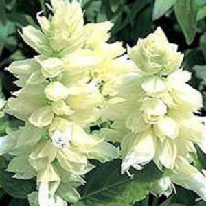 Salvia seed - Salsa White