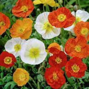 Poppy Seed -  Iceland Nudicale Mix