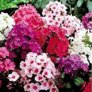 Phlox seed - Beauty Mix