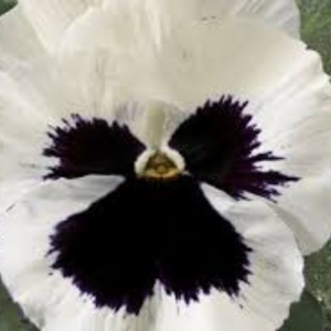Pansy seed - Violet White Blotch