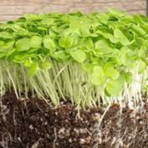 Microgreen seed - Mustard