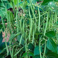 Beans Seed - Bush