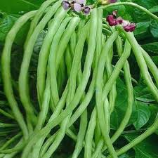 Cowpea - Arka Suman