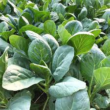 Kale Seed - G M Dari