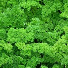 Parsley Seed - Forest Green