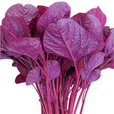 Amaranthus Seed