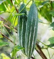 Snake Gourd Seed - Green Medium