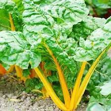 Swiss Chard Seed - Yellow
