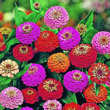 Zinnia Seed - Mix