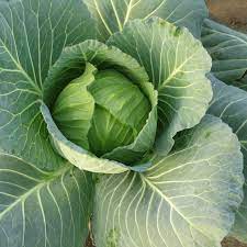 Cabbage seeds Pride of India