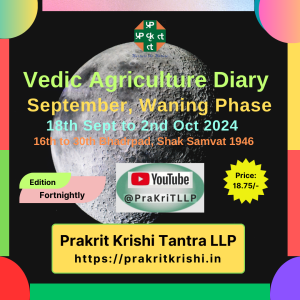 12. September - October - Waning Phase