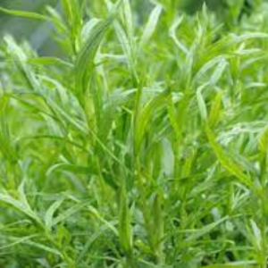 Tarragon Seed