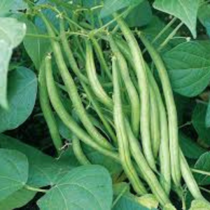 Cowpea seed Pusa Sukomal