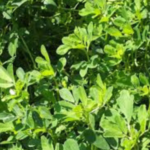 Fenugreek Seed - Shalimar Green