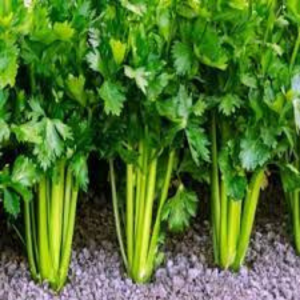 Celery Seed