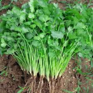 Coriander Seed - Shalimar Improved
