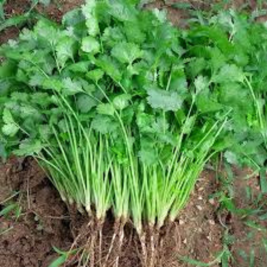 Coriander Seed - Shalimar Improved