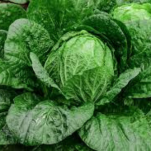Chinese Cabbage seeds Napa Green