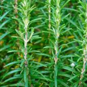 Rosemary Seed