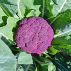 Cauliflower Seed - Purple
