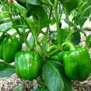 Capsicum seeds California Wonder