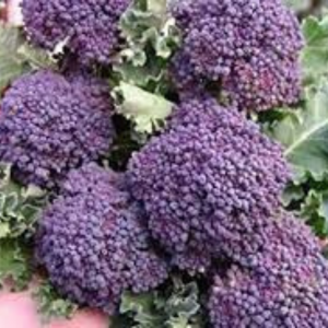 Broccoli Seed (Purple)