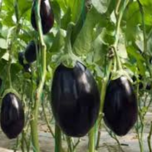 Brinjal Seed - Bharta