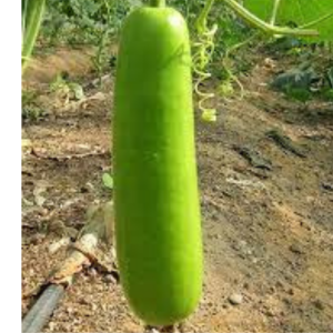 Bottle gourd seed